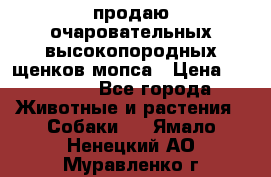 продаю очаровательных высокопородных щенков мопса › Цена ­ 20 000 - Все города Животные и растения » Собаки   . Ямало-Ненецкий АО,Муравленко г.